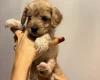 Cockapoo