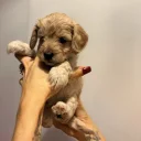Cockapoo