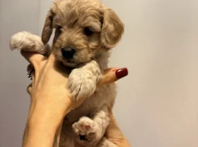 Cockapoo
