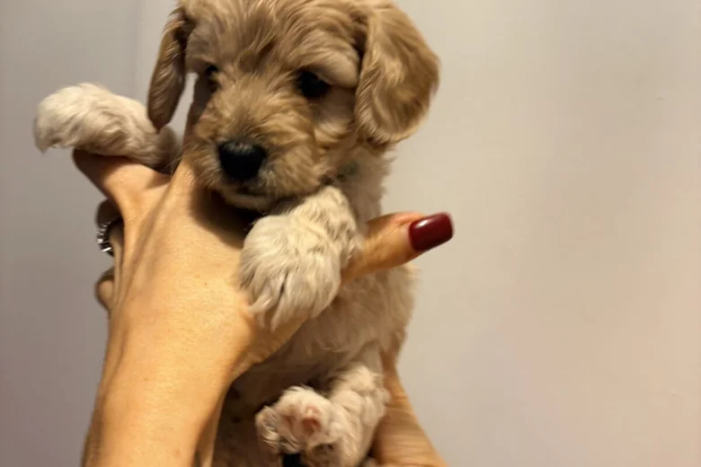 Cockapoo