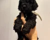 Cockapoo