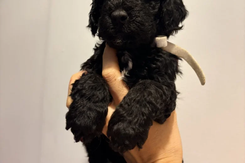 Cockapoo