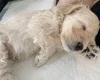 Cockapoo