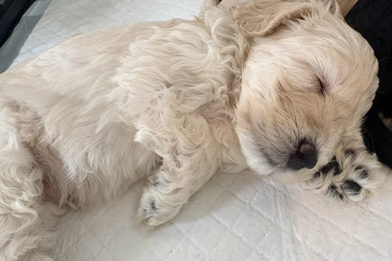 Cockapoo