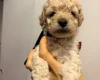 Cockapoo