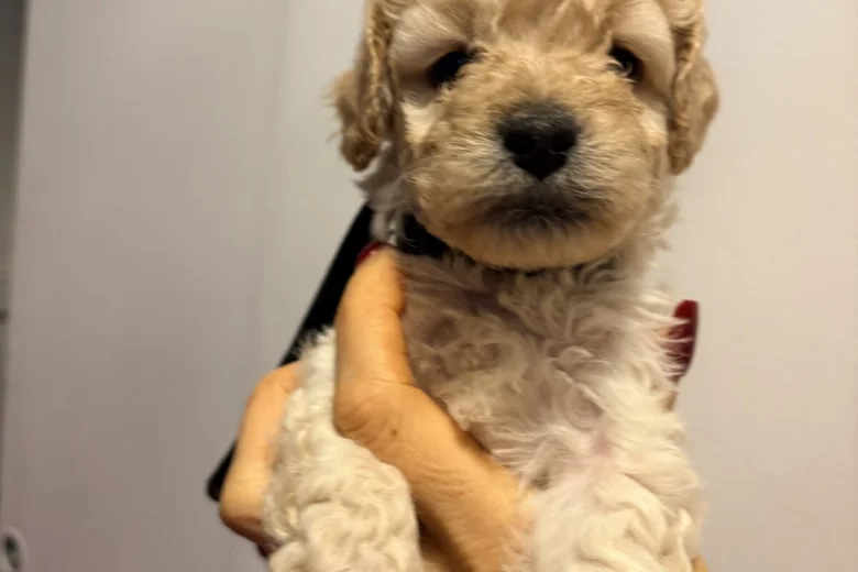 Cockapoo