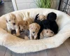 Cockapoo