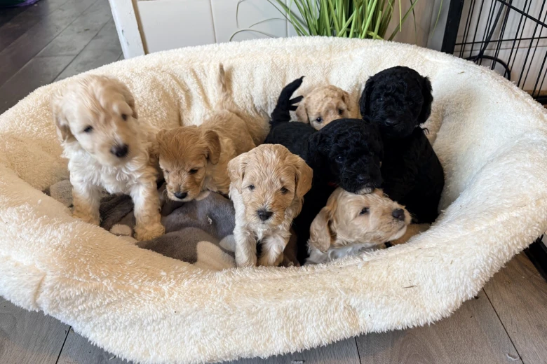 Cockapoo