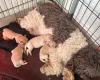 Cockapoo
