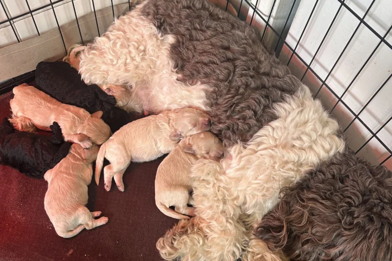 Cockapoo