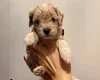 Cockapoo