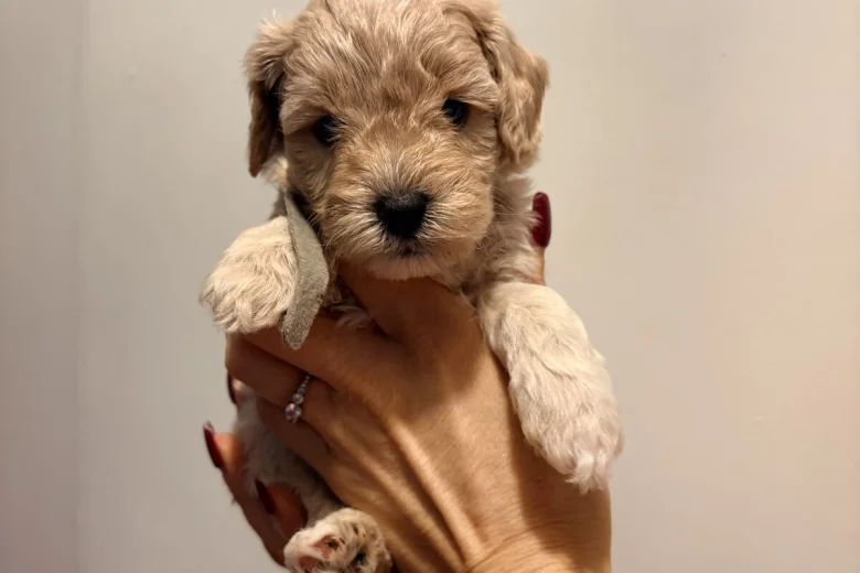 Cockapoo