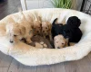 Cockapoo
