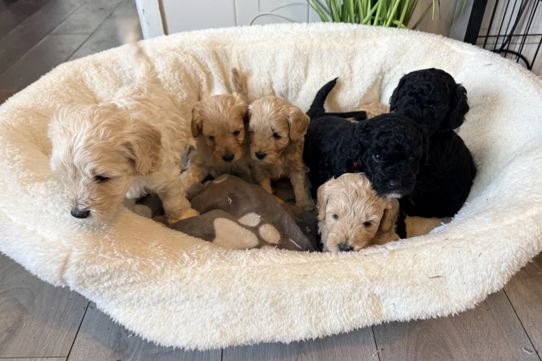 Cockapoo