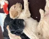 Cockapoo