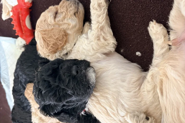 Cockapoo