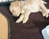 Cockapoo