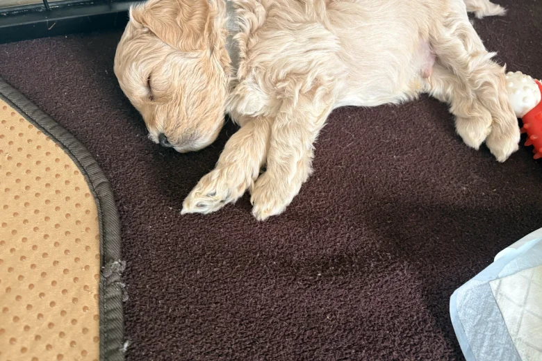 Cockapoo