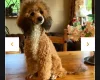 Cavapoo