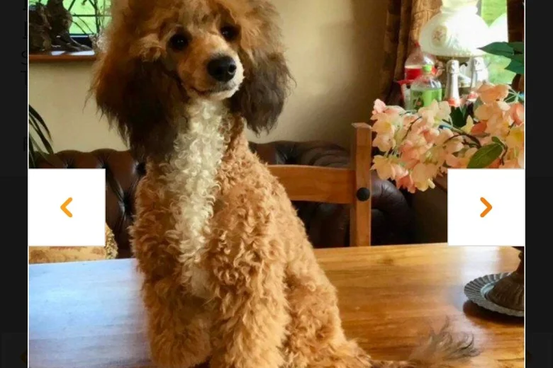 Cavapoo