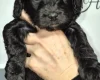 Cavapoo
