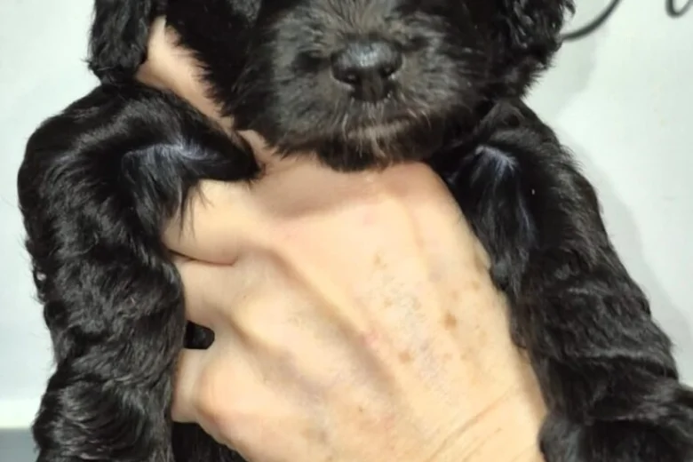 Cavapoo
