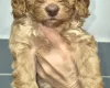 Cavapoo