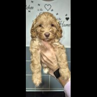 Cavapoo