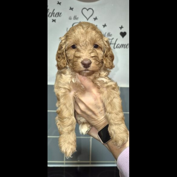 Cavapoo