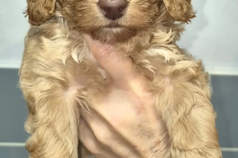Cavapoo