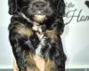 Cavapoo