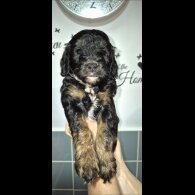 Cavapoo
