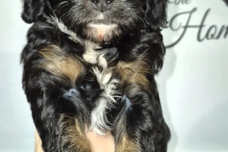 Cavapoo