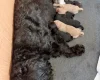 Cavapoo
