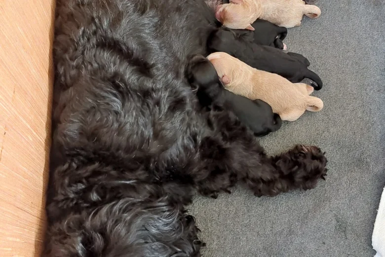 Cavapoo