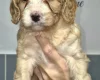 Cavapoo