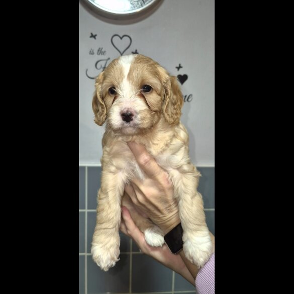 Cavapoo