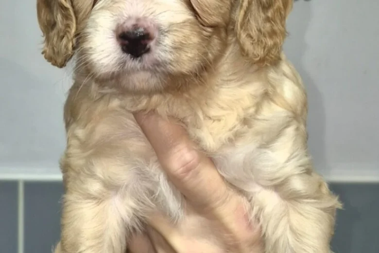Cavapoo