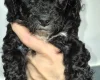 Cavapoo