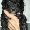 Cavapoo