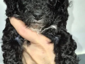 Cavapoo