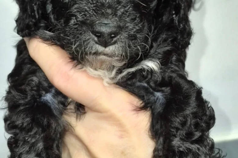 Cavapoo