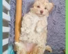 Maltipoo