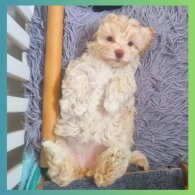 Maltipoo