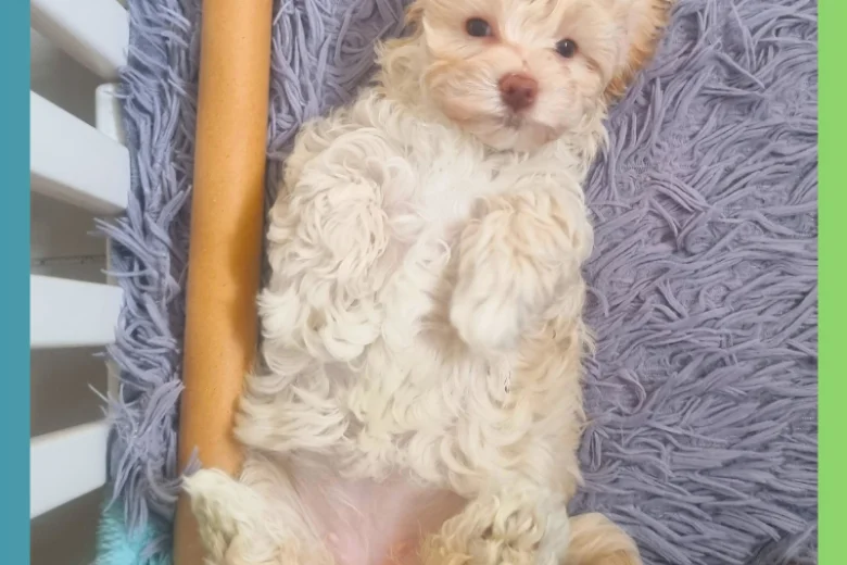 Maltipoo