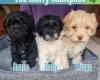 Maltipoo