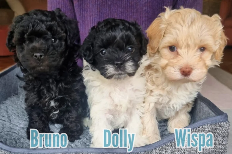 Maltipoo