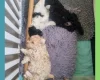 Maltipoo