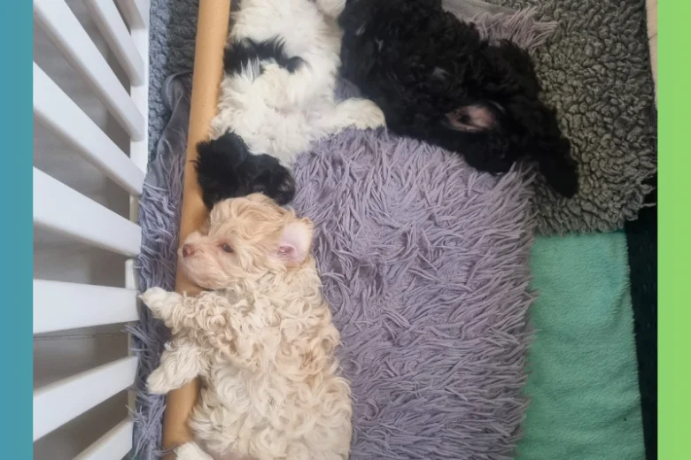 Maltipoo