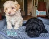 Maltipoo